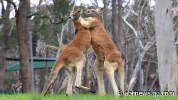 WATCH:  Kangaroos take a break from fighting to scratch an itch