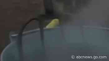 WATCH:  Geologists demonstrate how quickly lava boils water