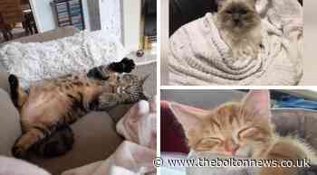 7 photos of lazy cats in Bolton but do you have one that is even more laid-back - The Bolton News