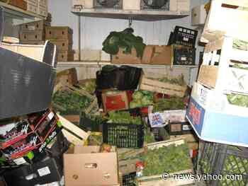 Supermarket fined £500,000 after mouse droppings found in food - Yahoo News