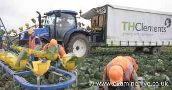 Food firm offering workers £30 an hour to pick broccoli - that's £62,000 a year - Yorkshire Live