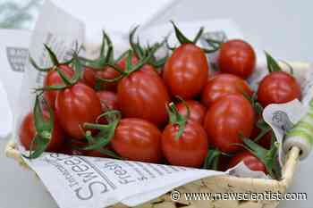Tomato is first CRISPR-edited food to go on sale in the world - New Scientist