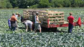 Eustice considering ways to ease food sector labour crisis - FarmersWeekly
