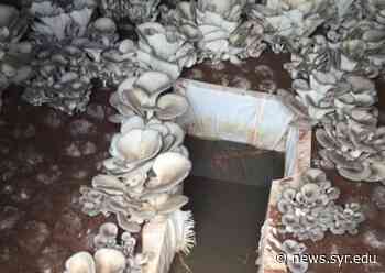 Architecture Faculty Collaborate on 'Mycotecture' Projects in Rwanda - Syracuse University News