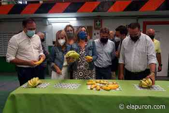 El PP denuncia que Sánchez "pone en riesgo" al sector platanero de Canarias - elapuron.com