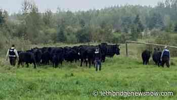 From Alberta to Saskatchewan, RCMP livestock catch fraudulent cattle sales - Lethbridge News Now