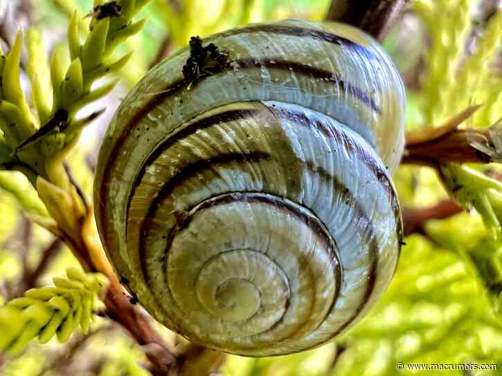 iPhone 13 Pro: How to Shoot Macro Photography