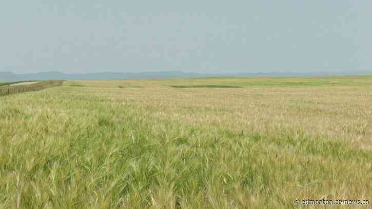 Alberta harvest ahead of schedule, lower yields due to record heat