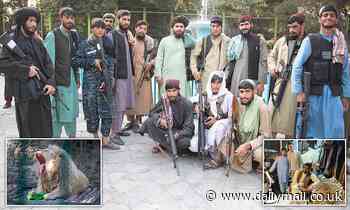 Throwing stones at lions - a day at the zoo, Taliban-style: Jihadis taunt the pride of Kabul