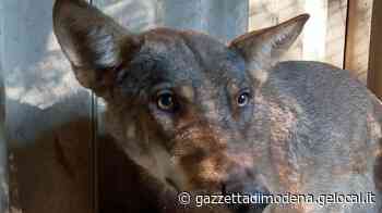 Modena, primo lupo “vero” e autoctono salvato e curato dal Pettirosso - La Gazzetta di Modena