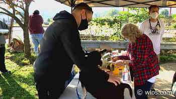 Street Dog Coalition hosts free outdoor medical care clinic for pets - WLOS