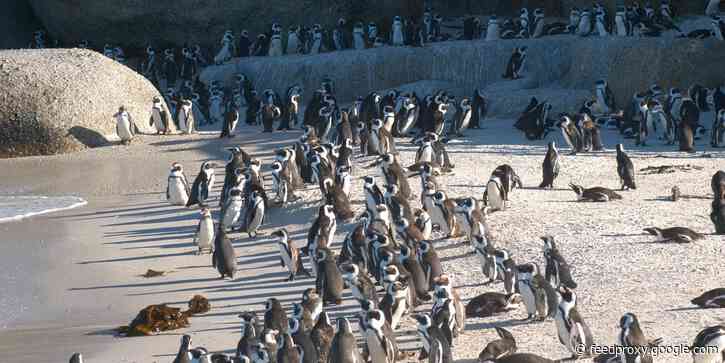 A swarm of bees killed dozens of endangered African penguins by targeting their eyes