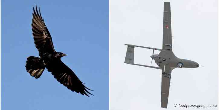 Watch a raven take out a Google drone mid-air as the tech giant is forced to ground its home delivery service due to bird attacks