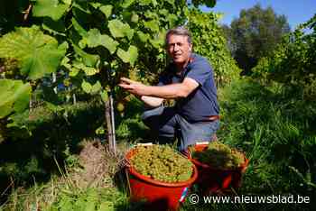 Druivenoogst gestart bij bekroonde Gentse wijnbouwer Lodewijk (53): “Moeilijk jaar, maar het is ons gelukt”