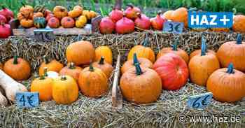 Hemmingen: Kirchengemeinden feiern am Wochenende Erntedankgottesdienste - Hannoversche Allgemeine