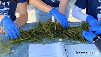 Industrial plastic is spilling into Great Lakes, and no one's regulating it, experts warn