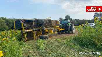 Unfall in Dresden: Fünf Kinder unter Kartoffel-Ernte verschüttet - BILD