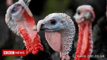 Farmers warn of Christmas turkey shortage due to lack of staff