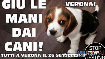 Comunicazione eventi contro SPERIMENTAZIONE SUGLI ANIMALI E CASO MACACHI DI PARMA - ParmaToday