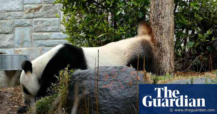 Panda 'twerks' around pen to prepare for rare mating event at Adelaide zoo – video