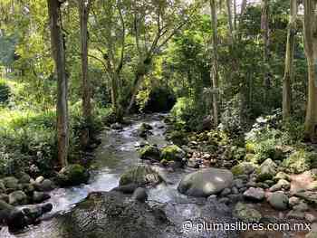 Alcalde de Coatepec Luis Fernández manda a pavimentar avenida que beneficia a invasores del bosque Jinicuil Manso - plumas libres