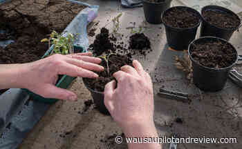 Marathon County Public Library's Marathon branch to hold plant swap - wausaupilotandreview.com