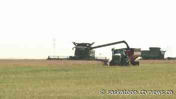 'Worst crop since 88': Sask. farmers facing tough harvest
