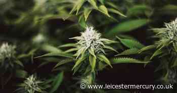 Teenager found living a 'miserable' life as a gardener in £56,000 cannabis factory, court hears - Leicestershire Live