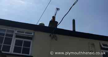 Warning after gardener dies in tragic accident while strimming hedge - Plymouth Live