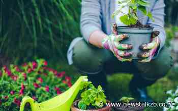 NZ Gardener: There is a surge of interest in gardening during lockdown - Newstalk ZB