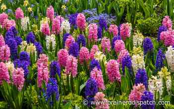 Ask the Master Gardener: Hyacinths can fill your home with fragrance - Brainerd Dispatch