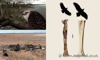 Fossils: Terrifying eagle with a 6-inch foot span roamed Australia 25 million years ago