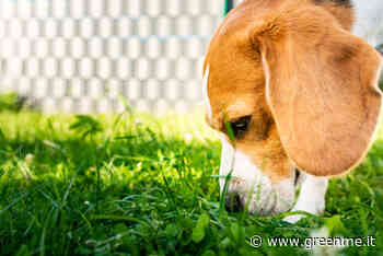 Perché il cane mangia l’erba? Il motivo non è quello che hai sempre pensato - greenMe.it