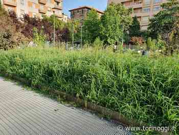 Grugliasco, proseguono le operazioni per il taglio dell'erba fino al 2 ottobre - TorinOggi.it
