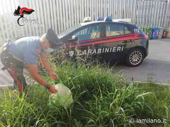 Augusta, nasconde la droga tra l'erba del giardino: sequestrati più di 1,5kg di hashish - La Milano