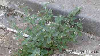 L'erba magica che cresce sulle vie di Roma: "Smaschera l'infedeltà". Ecco a voi l'Eliotropio, il re dei ma... - Repubblica Roma