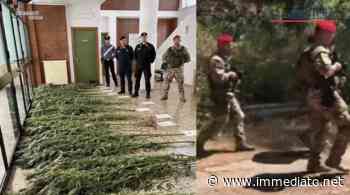 Oltre 150 piante di "erba" nella fitta vegetazione del Gargano, retata dei militari. Beccato un sannicandrese - l'Immediato