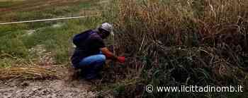 Parco di Monza, i volontari ripuliscono dall'erba infestante lo stagno dei rospi smeraldini - Il Cittadino di Monza e Brianza