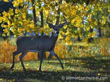 Edmonton weather: The beauty of fall is on full display and the temperatures are nice enough to get out and enjoy