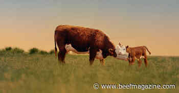 Get more calves by switching to inactivated vaccines