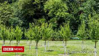 UK forestry plan gets £15m funding boost
