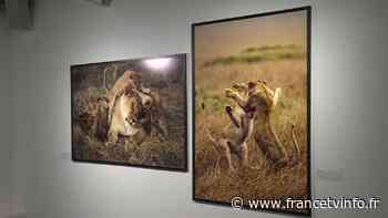 A Nice, une grande rétrospective consacrée à Yann Arthus-Bertrand exposée au Musée de la Photographie - Franceinfo