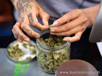 Cannabis industry jobs are on the rise, fueled by the Great Resignation - Business Insider India