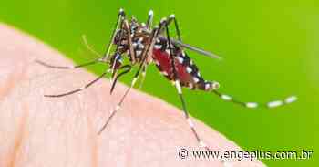 Chega a 44 o número de focos do Aedes aegypti em Imbituba - Engeplus