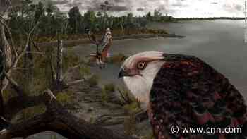Rare fossil of 25-million-year-old eagle that hunted koalas found in South Australia