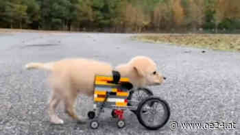 Hunderollstuhl aus Lego-Steinen - oe24