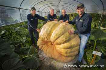 Fervente kweker uit Kasterlee levert zwaarste pompoen ter wereld af: “Nu al meer dan 1.000 kilo”