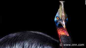 World's most dangerous bird raised by humans 18,000 years ago, study suggests
