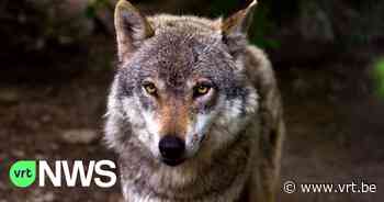 Burgemeester Kinrooi: "Iedereen wilde mens en wolf meteen laten samenleven, maar de situatie is problematisch" - VRT NWS