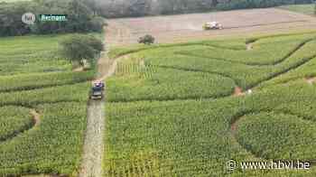 Boer vernielt maïsveld met pikdorser in Beringen - Het Belang van Limburg